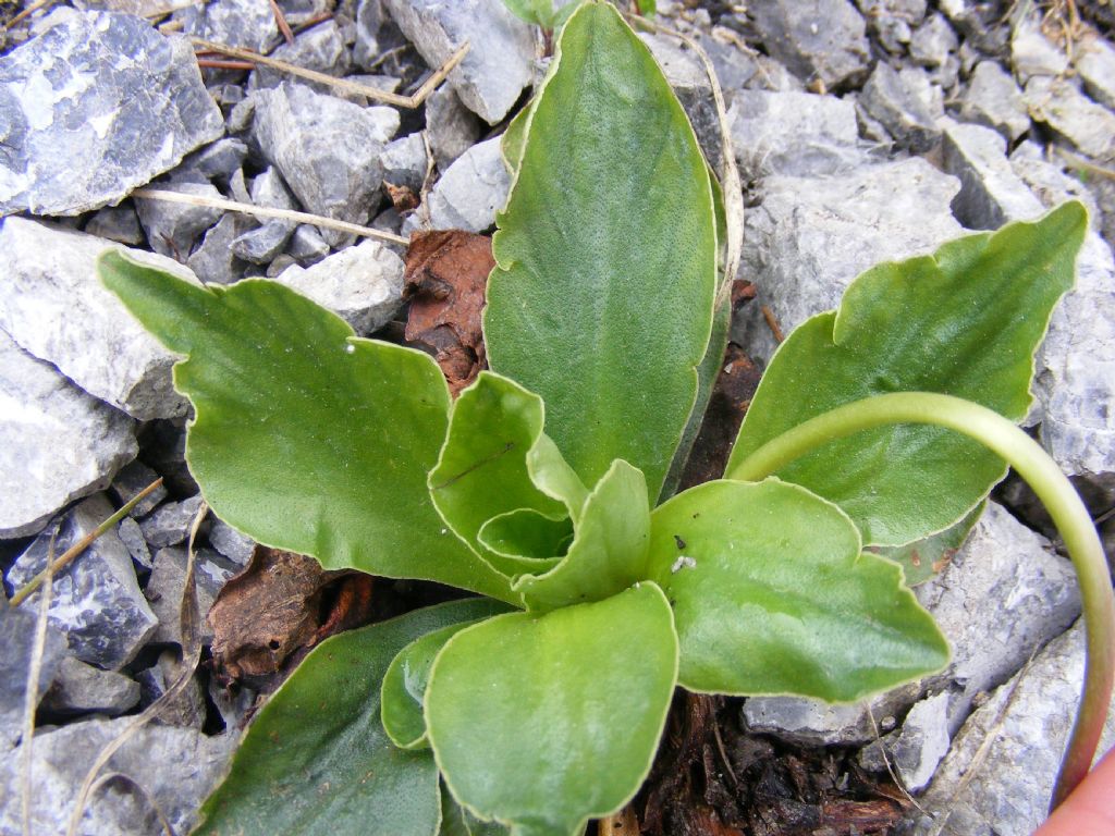 Primula recubariensis e altre Primule...